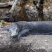 dragon_komodo_lbrs_rinca_h_0139_kom1814.jpg